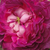 Violet - Trandafir gallica - Belle de Crécy